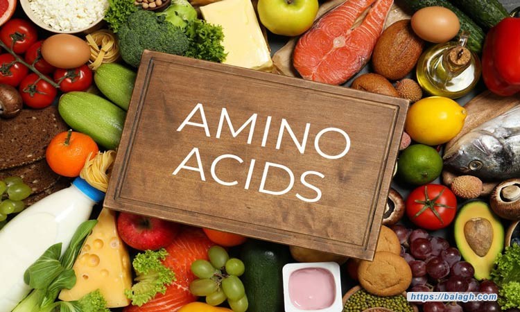هل الأحماض الأمينية تحرق الدهون؟