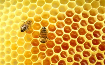 العسل.. مصدر هام للتغذية