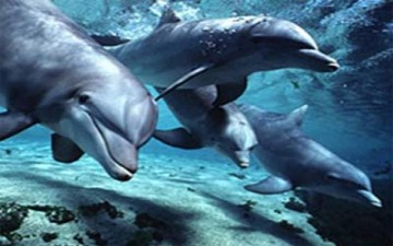 صافرات الدلافين في لمّ شمل الأسرة