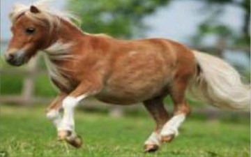 العثور على أصغر حصان في العالم بعد اختطافه