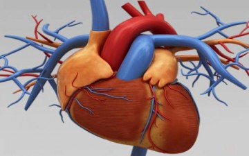 دليل شامل عن ثقوب القلب
